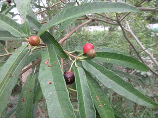 ホソバイヌビワ